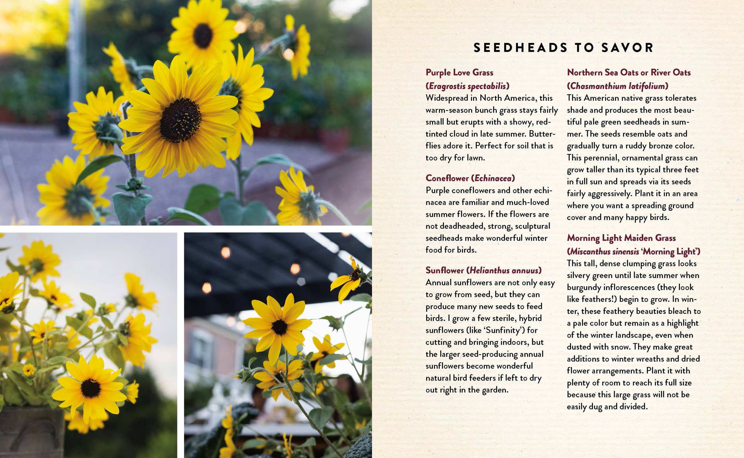 Seedtime and Harvest, Hardcover