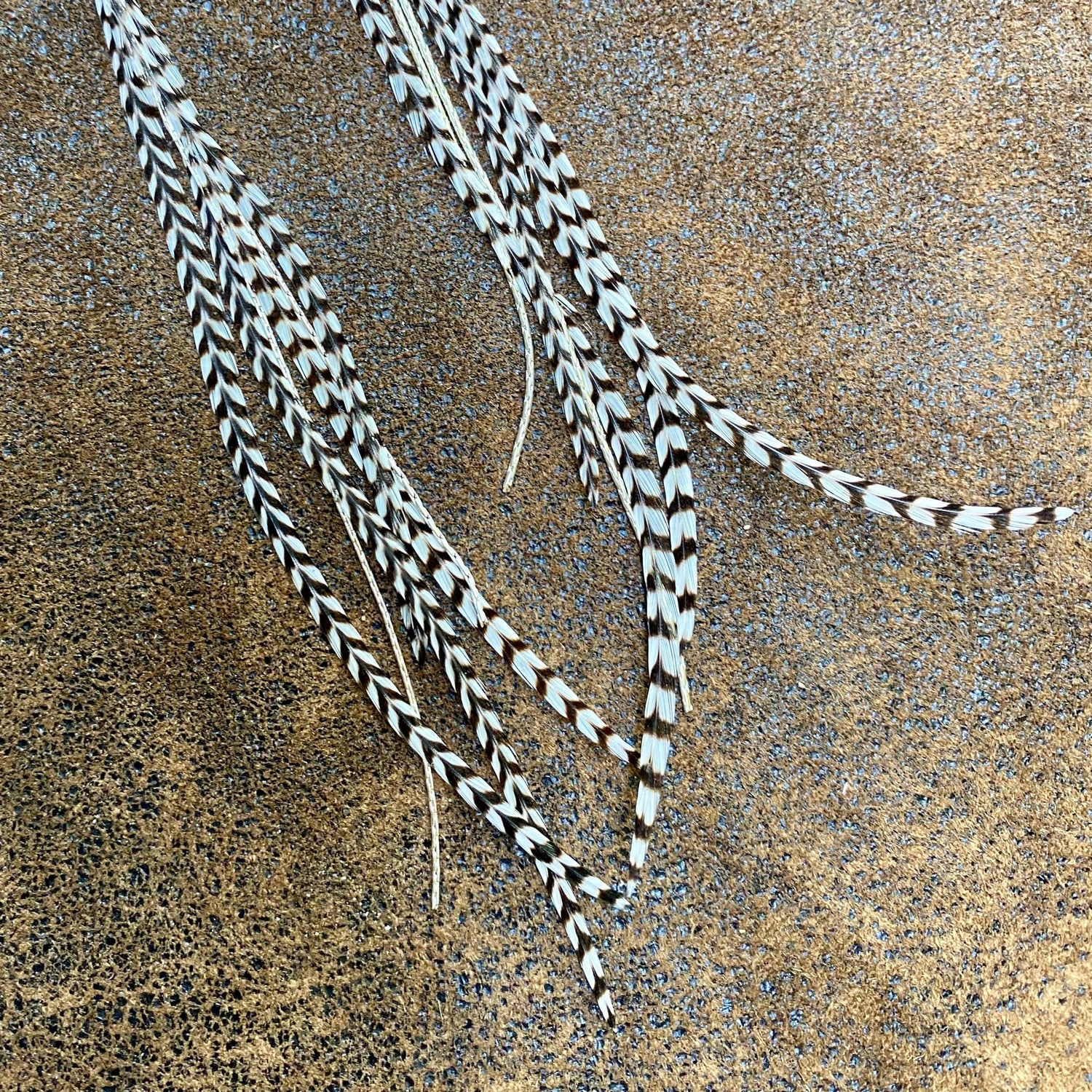 Turquoise &amp; Mini Feather Earrings - Grizzly/Silver, Western: Grizzly / Silver