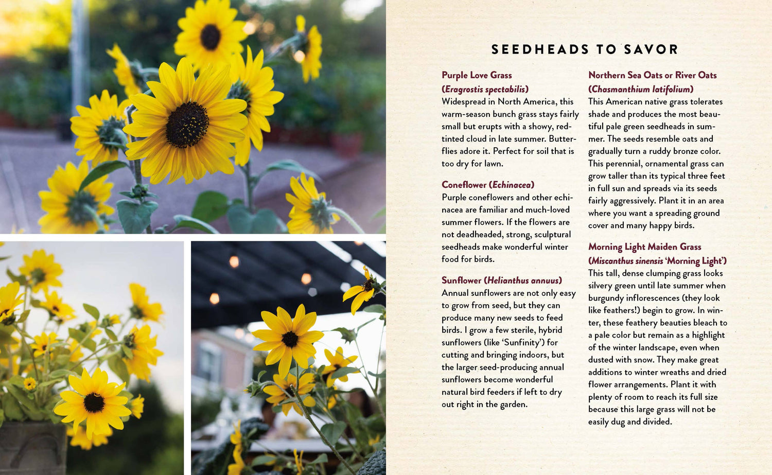 Seedtime and Harvest, Hardcover