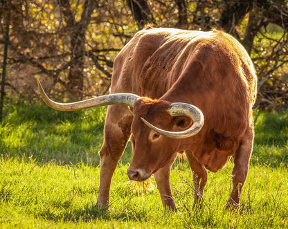 Texas Longhorn Bull - Breyer Animals
