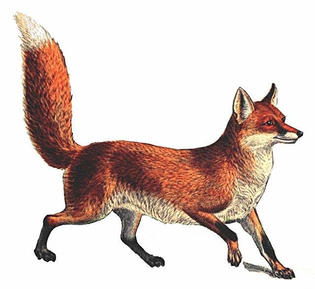 Red Fox Hand Towel Oatmeal